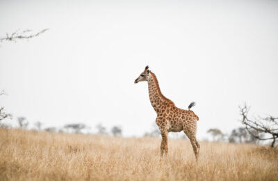 beautiful-shot-giraffe-savanna-field