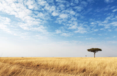cut-grass-road-open-kenya-field