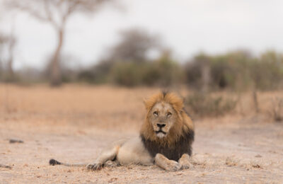 lion-laying-ground