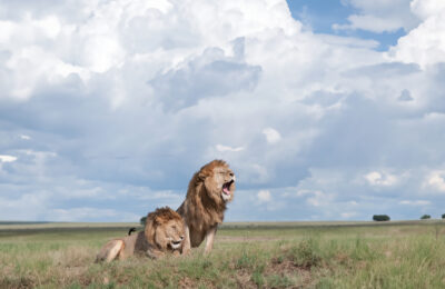 lions-savanna