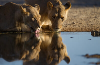 reflection-lionesses-drinking-water-from-small-pond